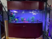120 Gallon U-Shape Bullnose Peninsula Divider Glass Aquarium, Reef-Ready