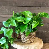 Pothos Ivy