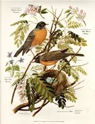 1957 ARTHUR B. SINGER | Robin Print — LINDELL FLOWER FARM