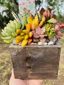 Succulent Garden Box