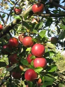 Apple, Sweet Sixteen — The Farm Between