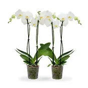 Phalaenopsis Orchid, Double Spikes (6 Plants)