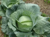 Cabbage, Late