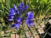 Agapanthus 'Aquamarine'