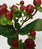 Brown Romance Series Hypericum Berries (80 cm)