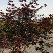 Acer palmatum 'Samurai Sword'