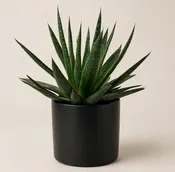 Seminole Florist Haworthia Succulent