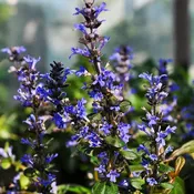 Chocolate Chip Ajuga