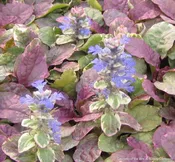 Ajuga r. ‘Burgundy Glow’