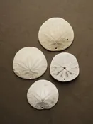 1-3" Sand Dollar, NA954