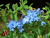 Blue Plumbago auriculata