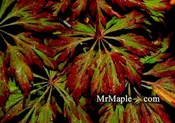 Acer japonicum 'Oregon Fern' Full Moon Japanese Maple