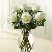 6 Stems White Love's Embrace Roses