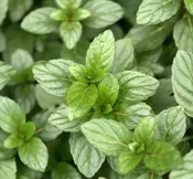 MINT CHOCOLATE MENTHA - 3.5" Pot