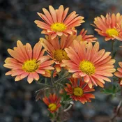 Chrysanthemum ‘Campfire Glow’