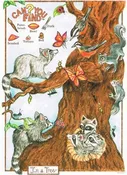 Can you find me Raccoon Birthday Card