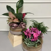 Dish Garden