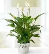 Peace Plant