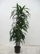 10"  Dracaena Janet Craig C/B
