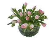 Tulip Mania — Confetti