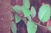 ALNUS INCANA, Mountain (Thinleaf) Alder, 2 gallon