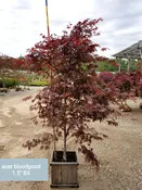 Acer 'Bloodgood' Japanese Maple