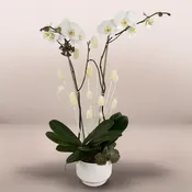 Orchid Harmony