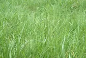 Perennial Ryegrass