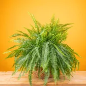 Boston Fern | large