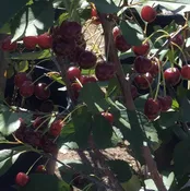 Albaloo - Sour Cherry Tree