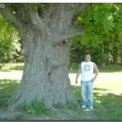 Bebb's Oak