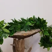 Aralia, Coontie & Salal