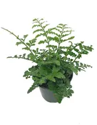 Asplenium dimorphum x difforme