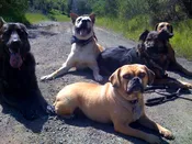 Basic Obedience Class, Gilroy – Wednesday 7:15 pm – DEPOSIT – (starts 9/23/26)