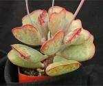 ADROMISCHUS TRIFLORUS