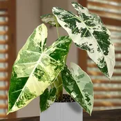 Alocasia ‘Variegated Frydek’ (Alocasia micholitziana variegata ‘Frydek’)
