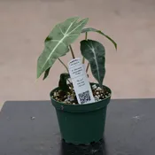 Alocasia amazonica 'Polly'