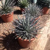 Agave filifera ssp.schidigera