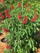 Aesculus Pavia