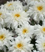 1G PW Leucanthemum Amazing Daisies 'Marshmallow' - Shasta Daisy - 1012908
