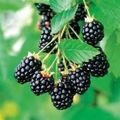 ARAPAHO Blackberry (1 Gallon Container/ Trade Gallon)