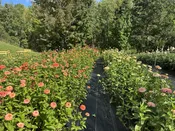 Pick Your Own Dahlias and Zinnias - Monday, September  28- 5:30 - 6:30pm — Garden Gate at Haley Farm