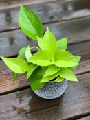 Neon Pothos indoor plant in 4” pot - Easy care low light indoor live plant - Pothos  houseplant - Vines Desk / Shelf / Hanging Basket