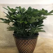 Green Plant