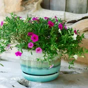 7 Inch Ring Planter