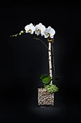 Phalaenopsis — Casey's Flower Studio