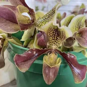 Green and Purple Lady Slipper Orchids