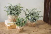 Artificial Eucalyptus Plants In Woven Pots - Set of 3