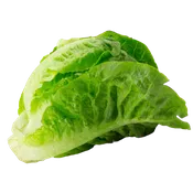 Baby Romaine Lettuce