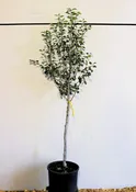 Pyrus ‘Golden Spice’